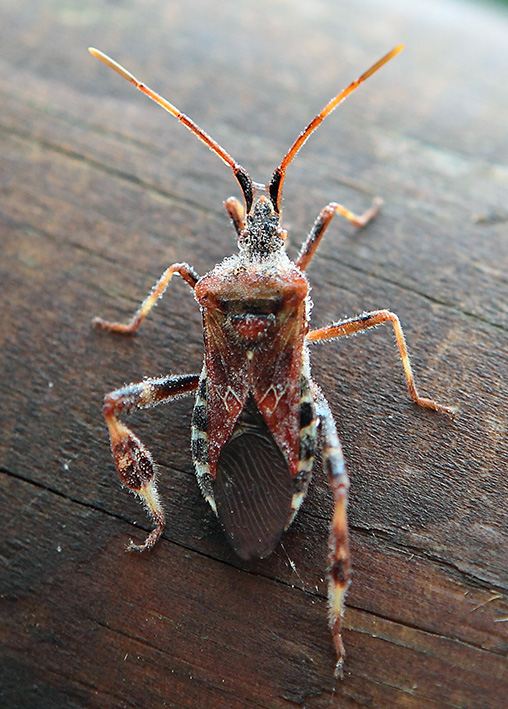 Leptoglossus occidentalis?